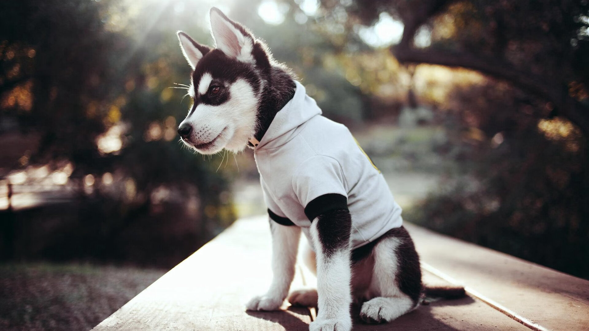 错位时空，当印度羽毛球队绝杀中国，李梓嘉却在另一个世界统治全场