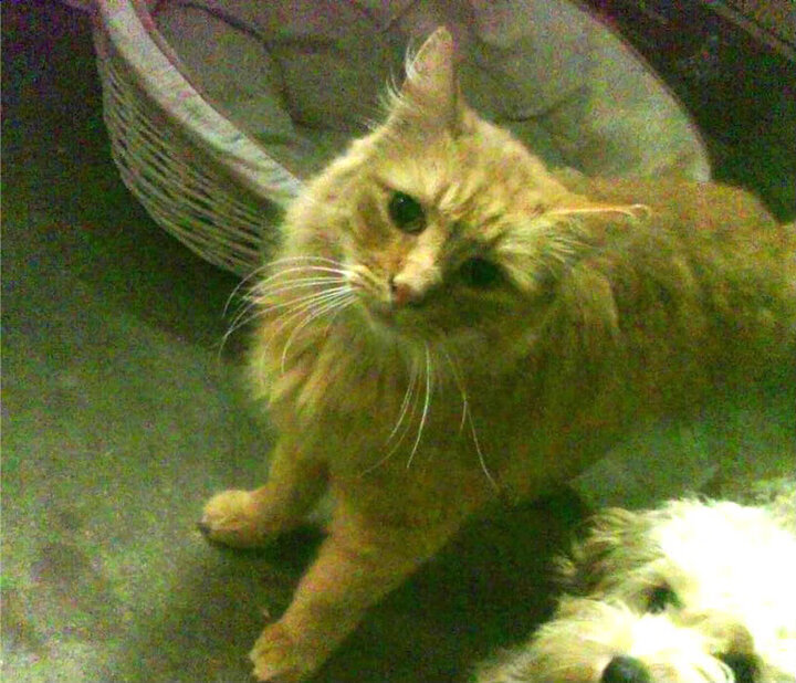 盐湖城熔炉中的尘世曙光，利拉德破纪录之夜