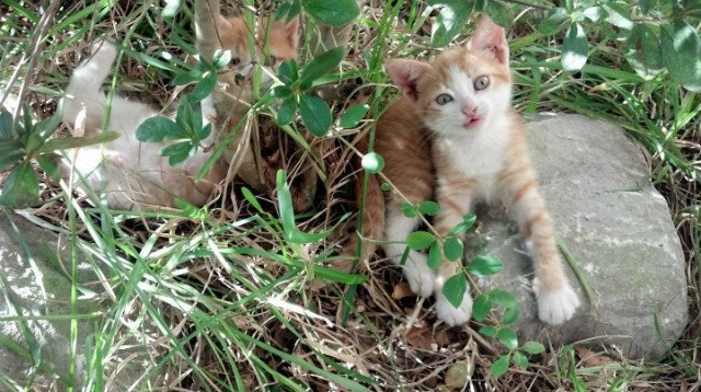 羽坛新纪元，印尼队掀翻德国战车，安赛龙一锤定音宣告王权无界