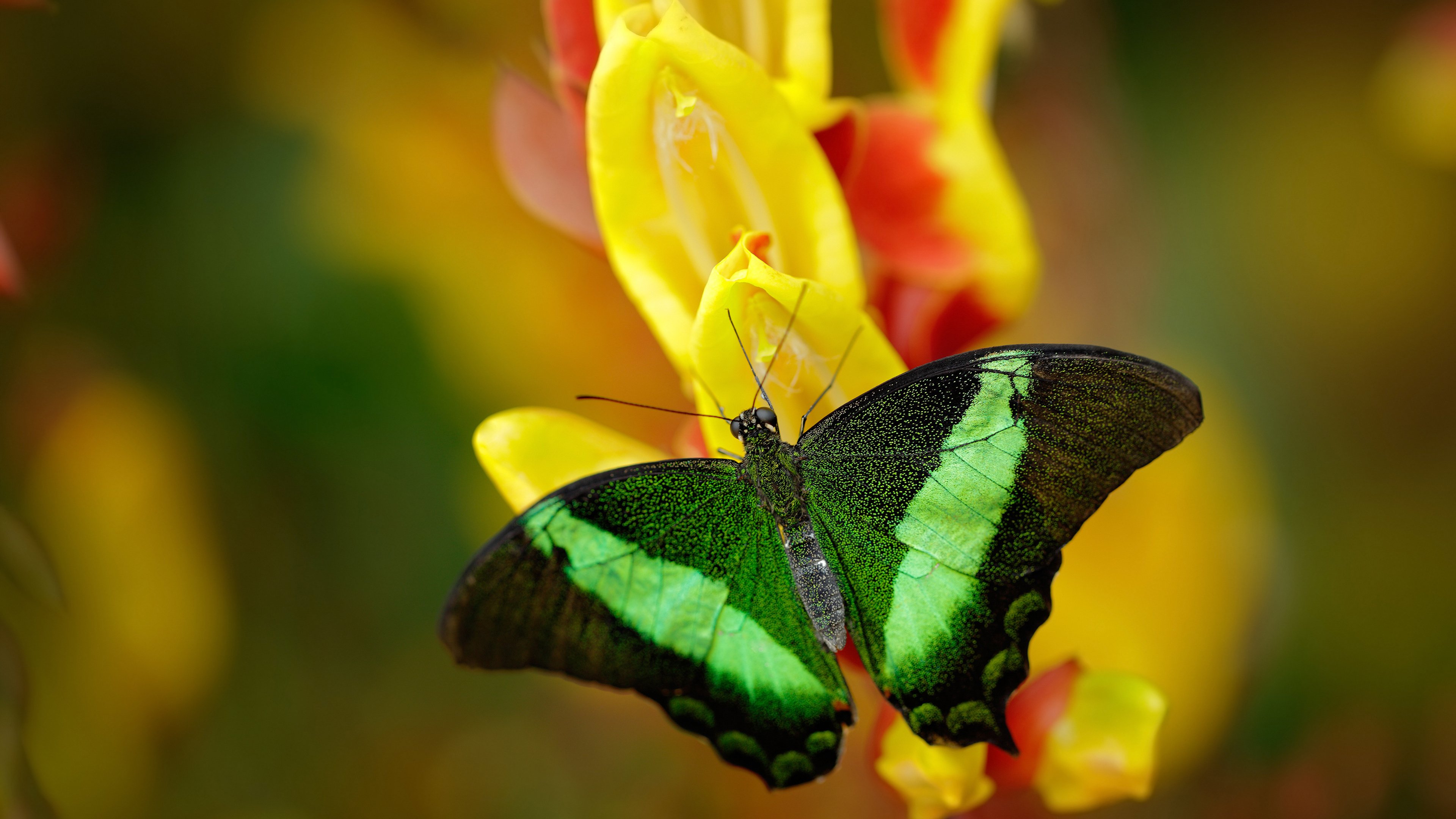 钢铁与纪录的协奏曲，梅赛德斯如何以精密战术完胜雷诺，佩雷兹如何在风暴中改写历史