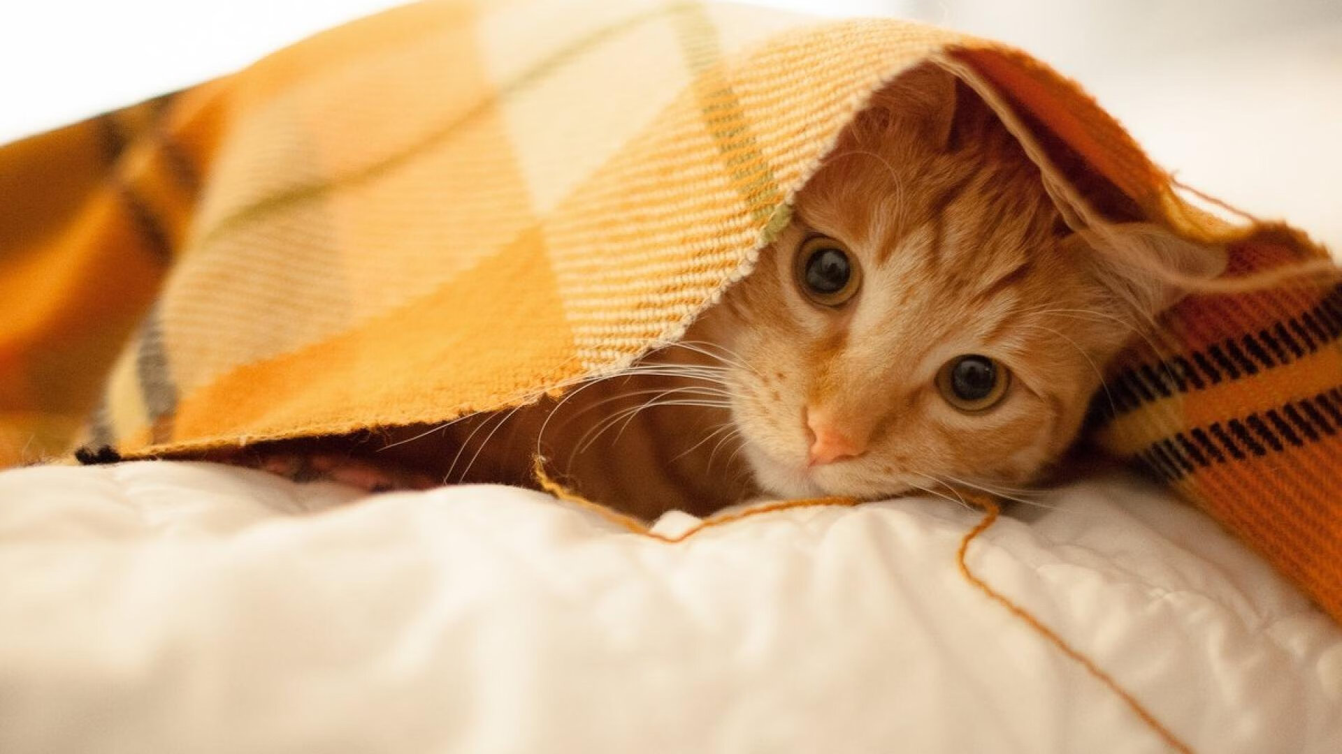 布克里程碑与爵士突围夜，篮球宇宙中一场宿命般的交织