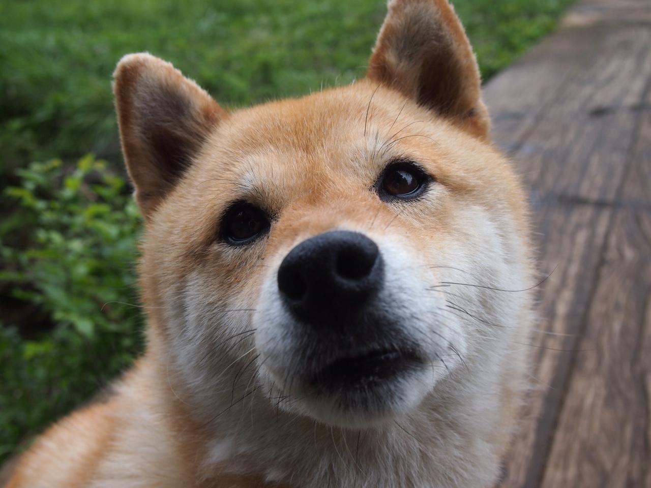 一人足以改命，一队提前锁胜，东契奇与新疆队的不同统治方式