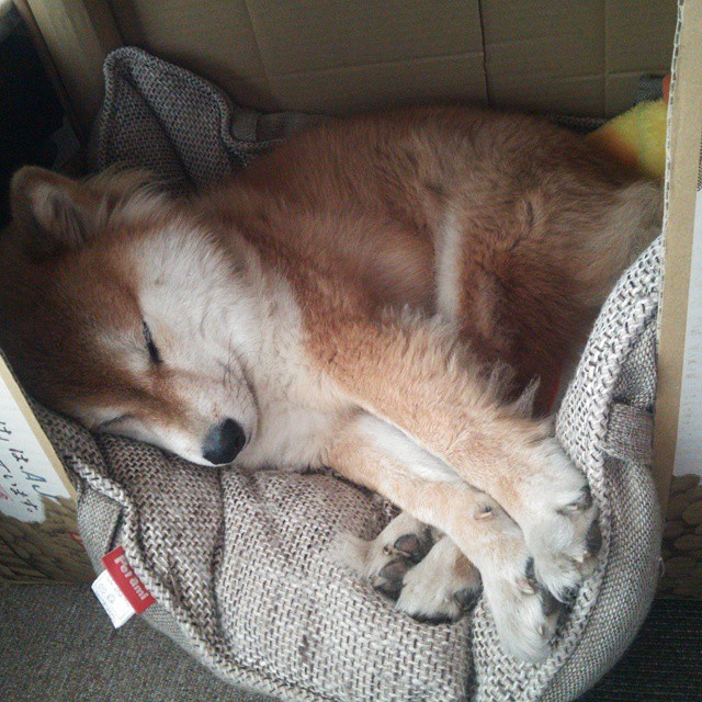 不可复制的神话，布雷默一球写就永恒