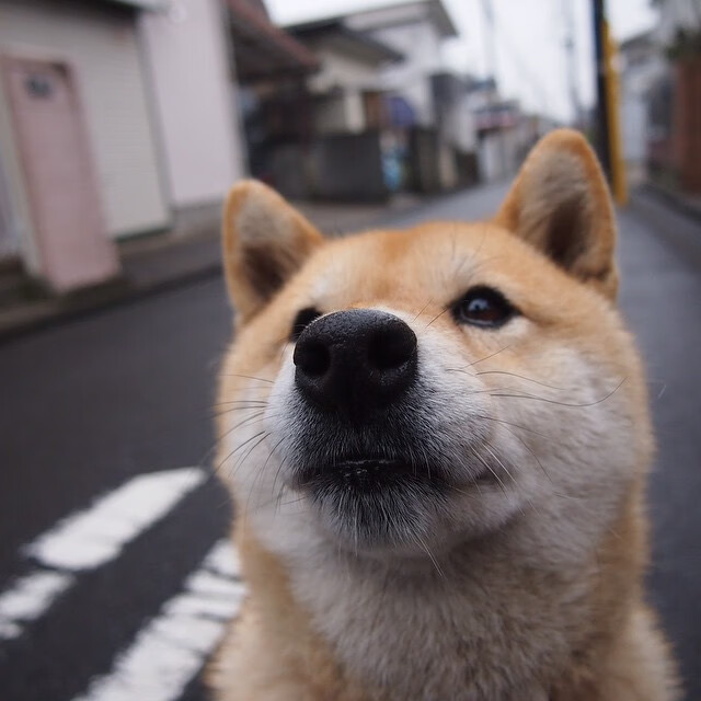 死亡缠绕，当多尔特化身人形枷锁，让雷霆万钧哑火于鹈鹕之翼