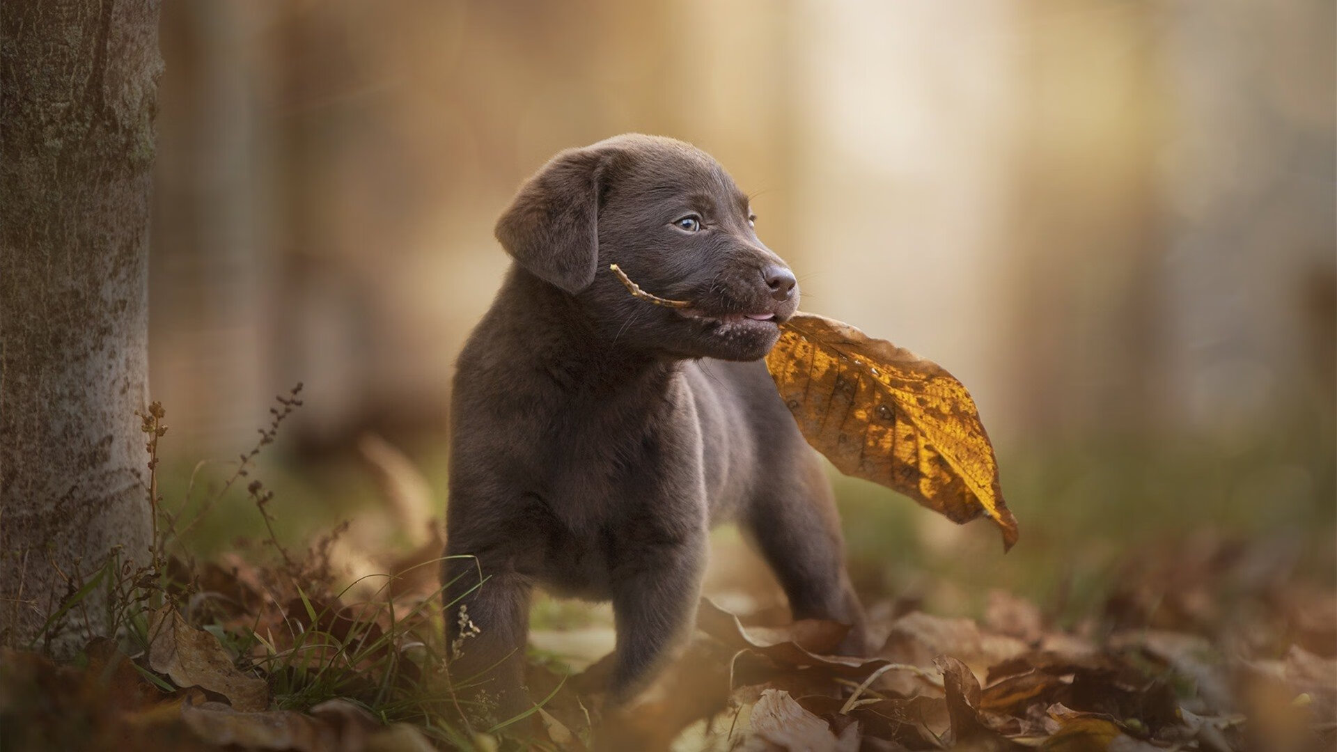 从戈贝尔到辽宁队，防守艺术如何主宰比赛末节
