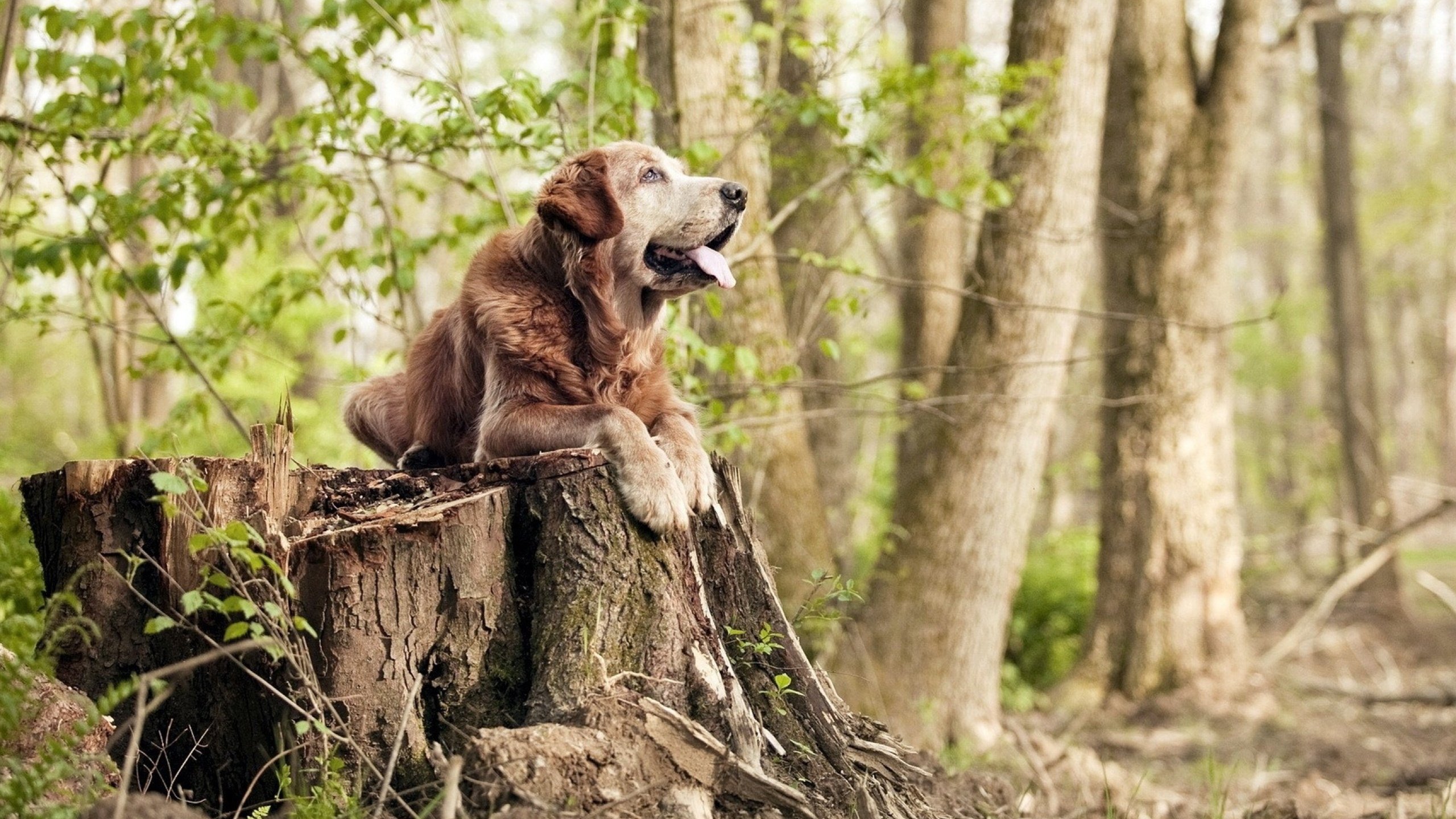 快递司机变身魔术师？欧冠半决赛之夜，布伦森用58分撕碎剧本