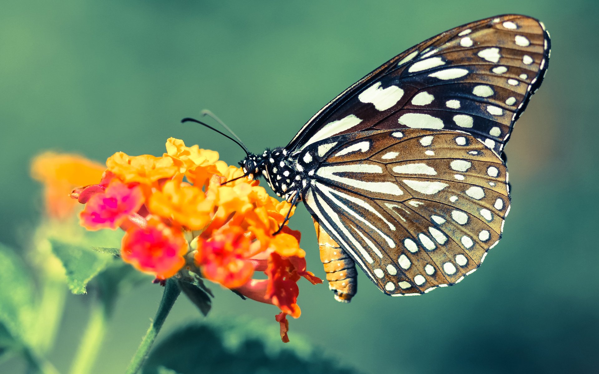 足球世界的两种暴力美学，锁链防守与手术刀传球