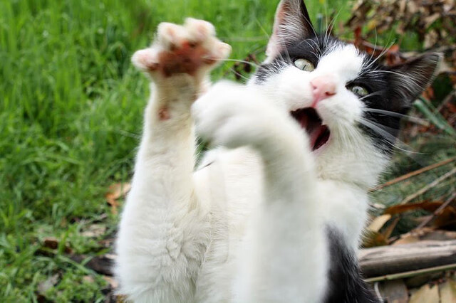 亚洲利刃横跨半球，黄喜灿在亚特兰大对阵洪都拉斯友谊赛中的稳定输出启示录