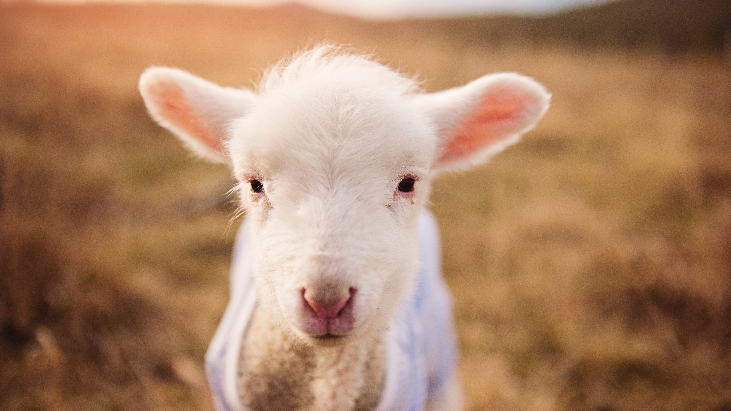 唯一性的胜利，北京队完胜步行者，哈利伯顿自我救赎之路