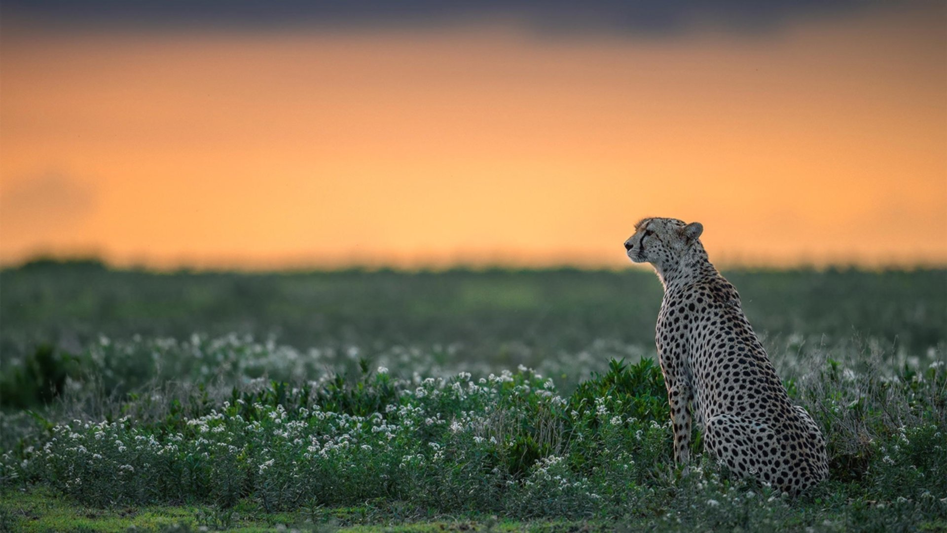 撕裂的序章，当严谨碾压热情，2026世界杯揭幕战上的瑞士钟表与拉什福德闪电